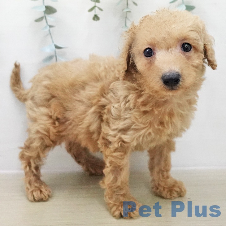 トイ・プードルの写真2