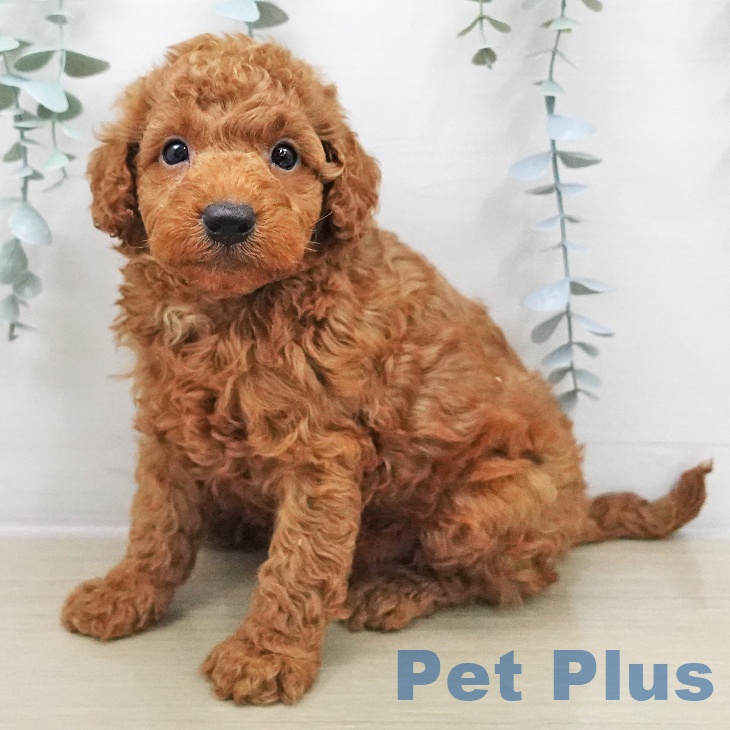 トイ・プードル