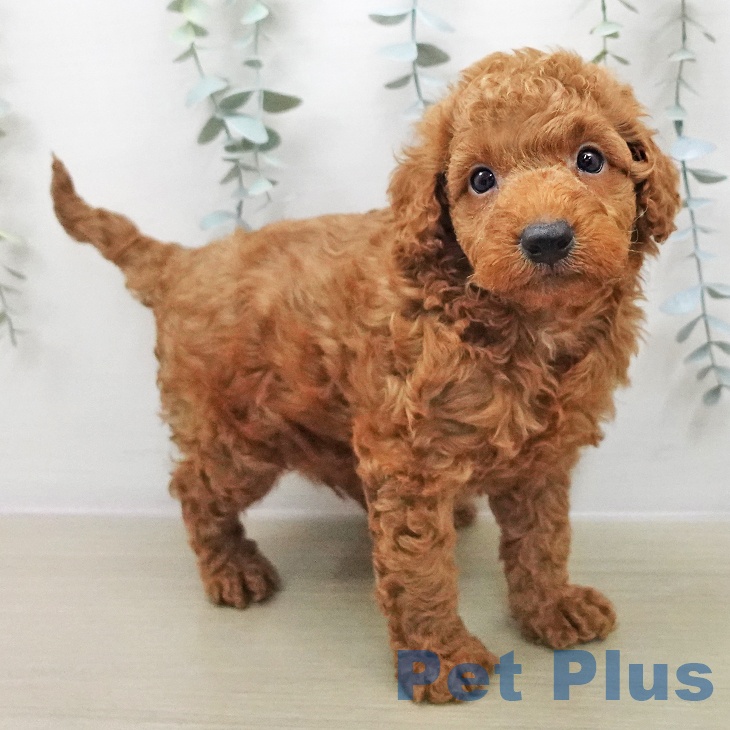 トイ・プードルの写真2