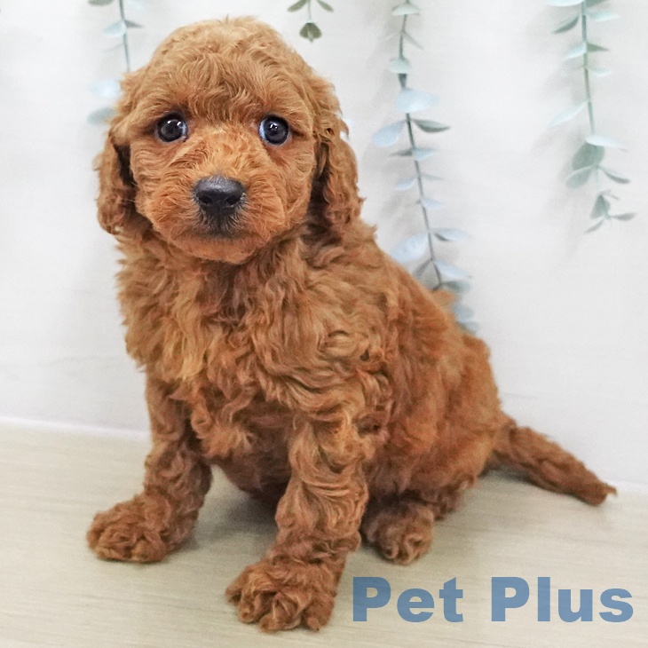 トイ・プードル