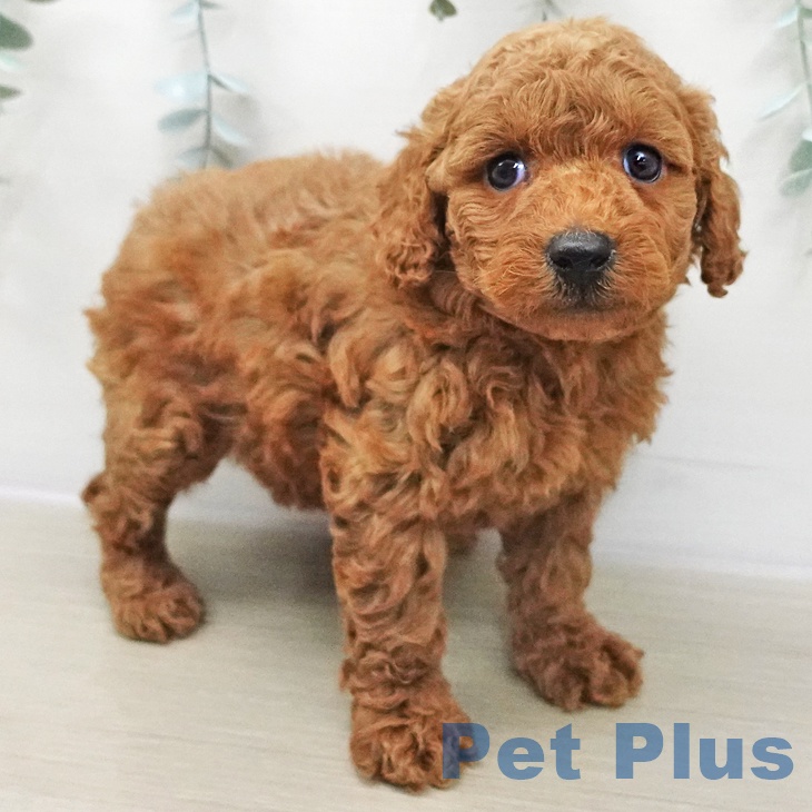 トイ・プードルの写真2