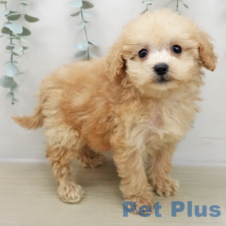 トイ・プードル