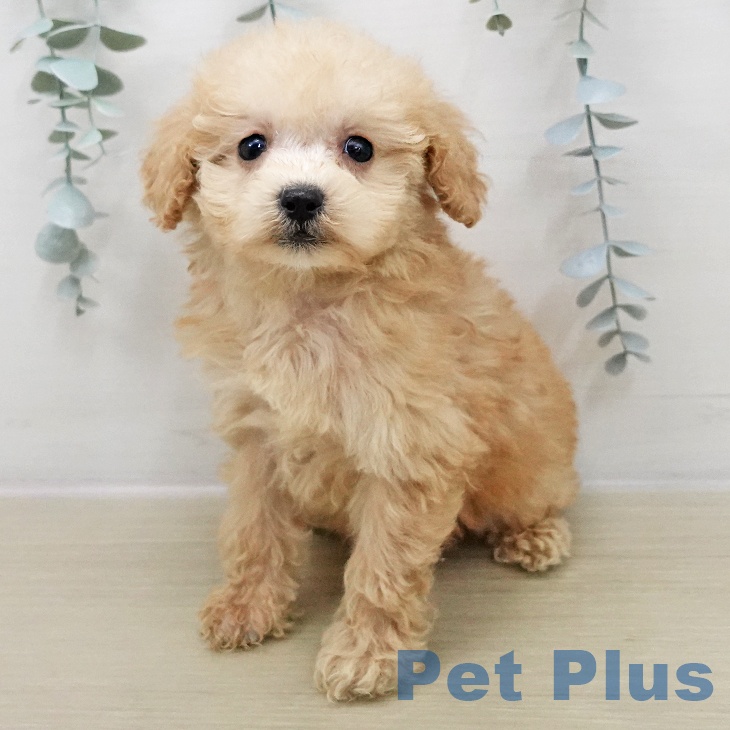 トイ・プードルの写真2