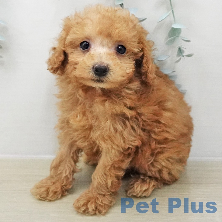 トイ・プードル