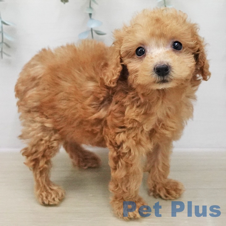 トイ・プードルの写真2