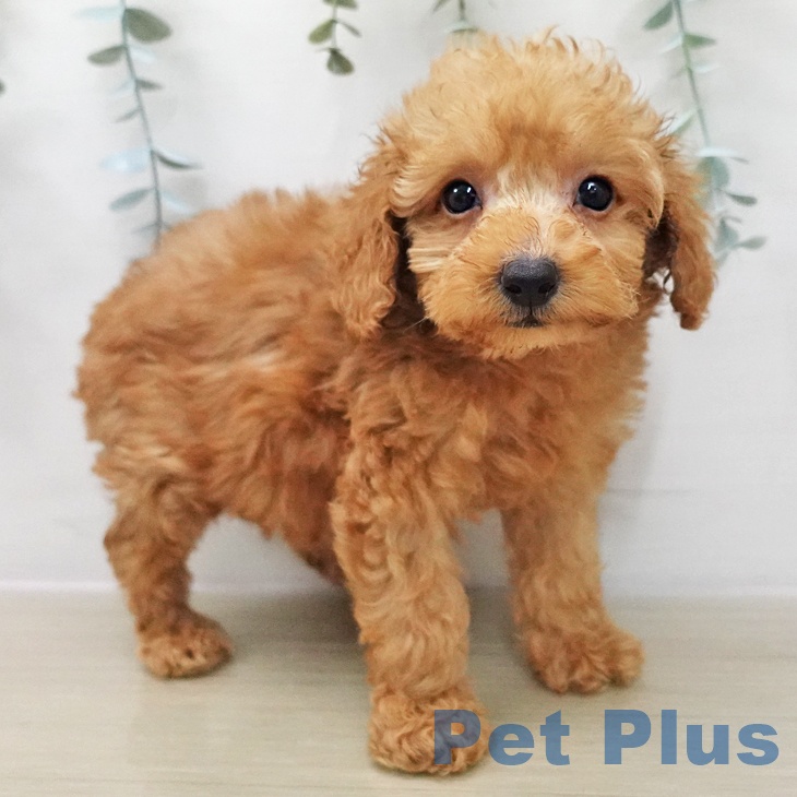 トイ・プードル