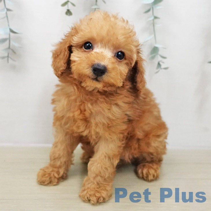 トイ・プードルの写真2