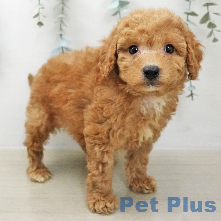 トイ・プードル