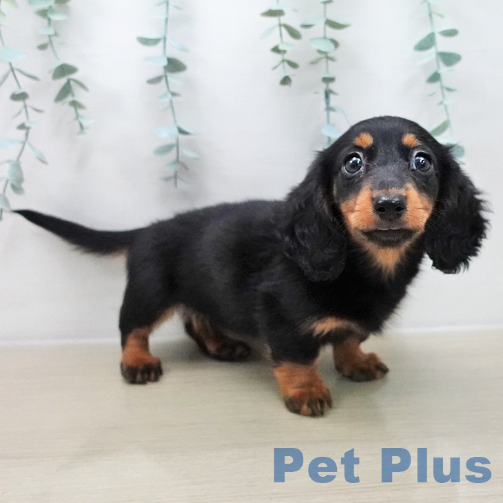 ミニチュア・ダックスフンド