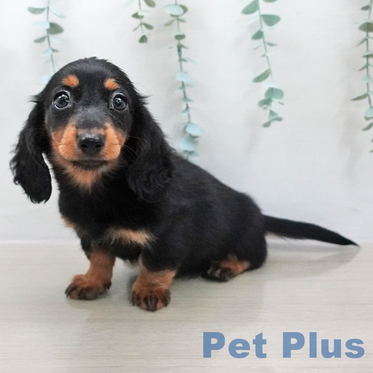 ミニチュア・ダックスフンドの写真2