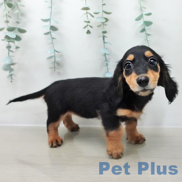 ミニチュア・ダックスフンド