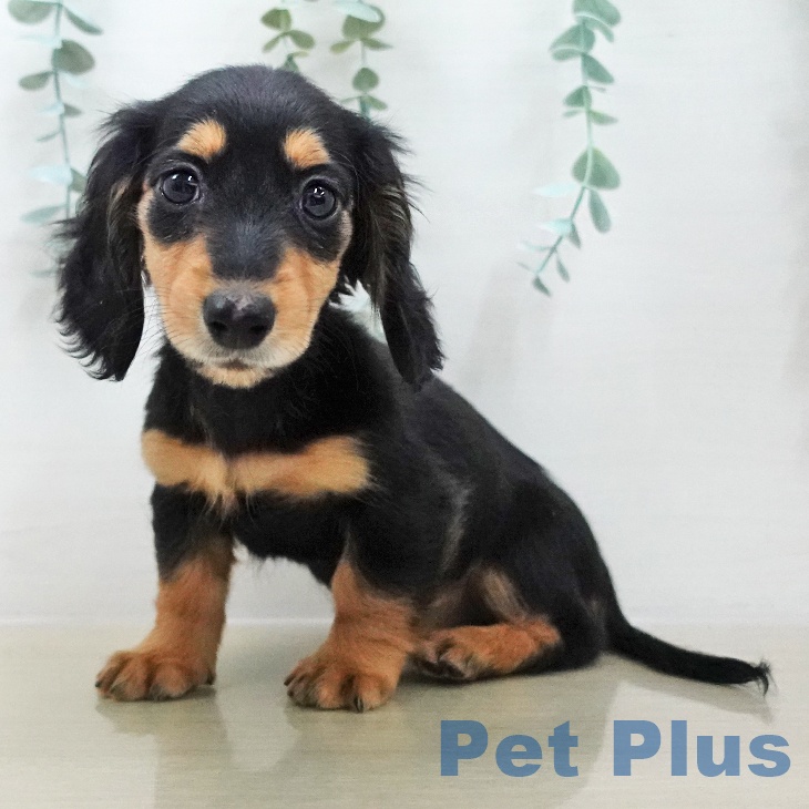 ミニチュア・ダックスフンドの写真2