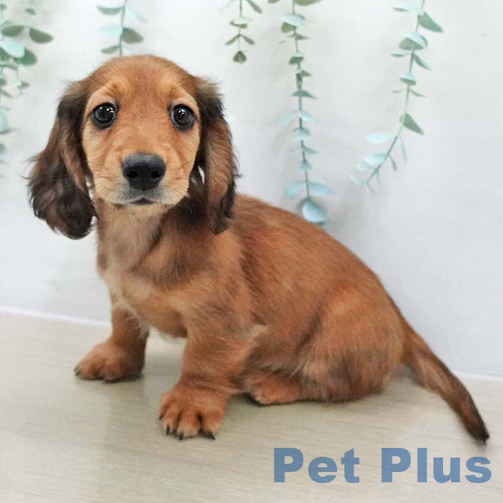 ミニチュア・ダックスフンド