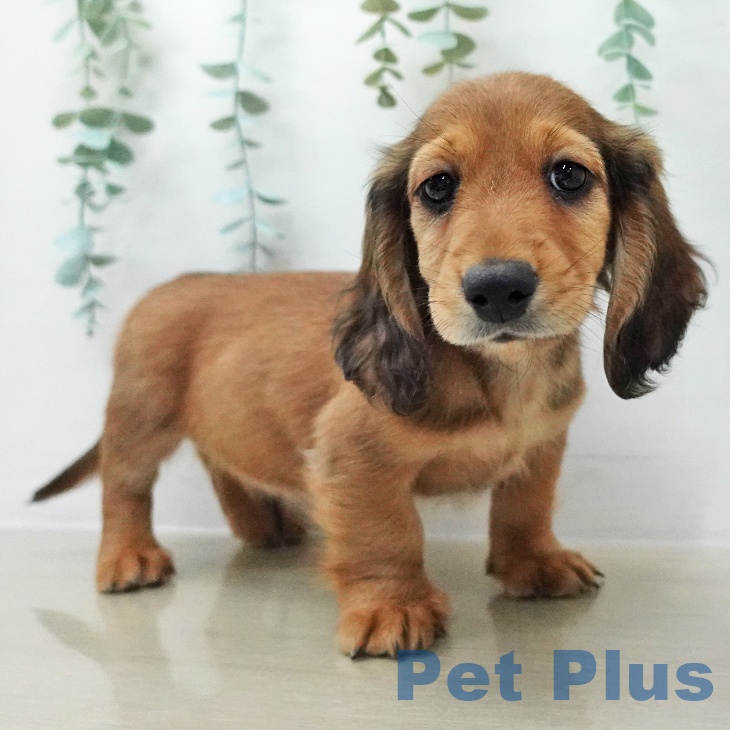 ミニチュア・ダックスフンドの写真2