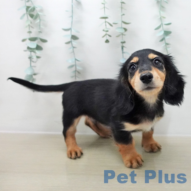 ミニチュア・ダックスフンドの写真2