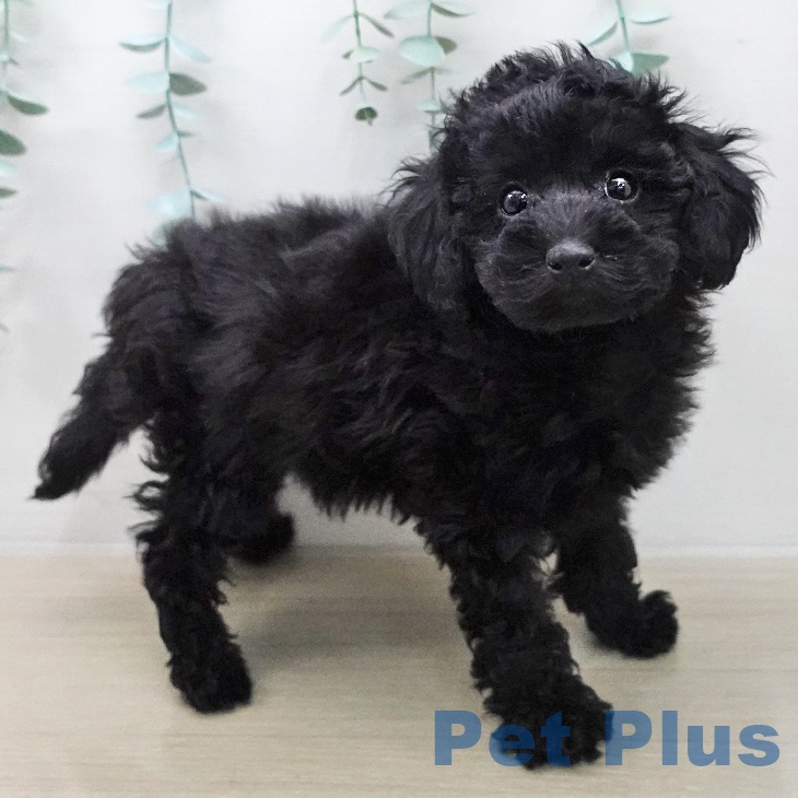 トイ・プードルの写真2