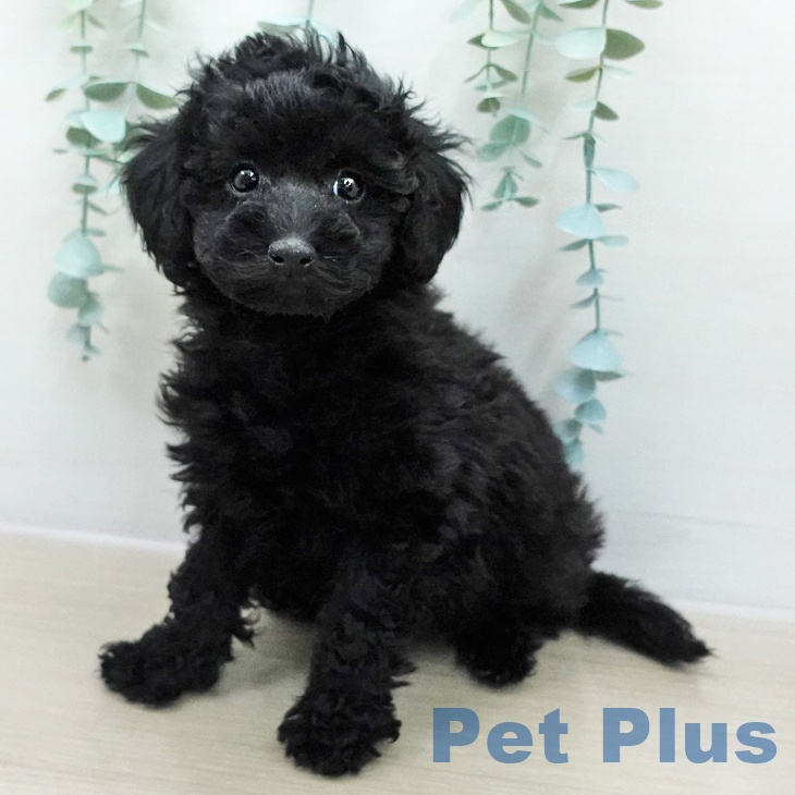 トイ・プードルの写真2