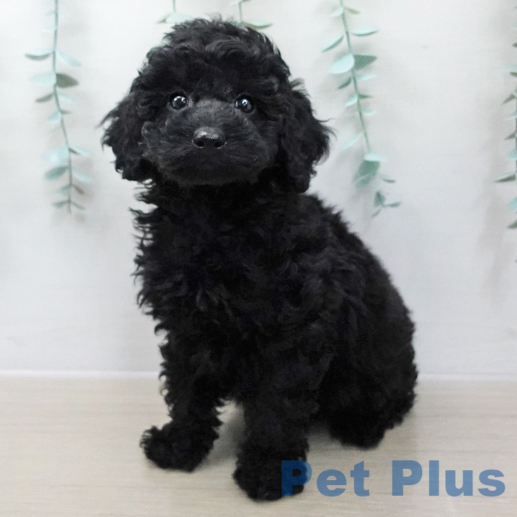 トイ・プードル