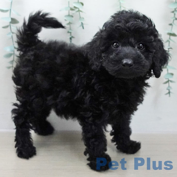 トイ・プードルの写真2