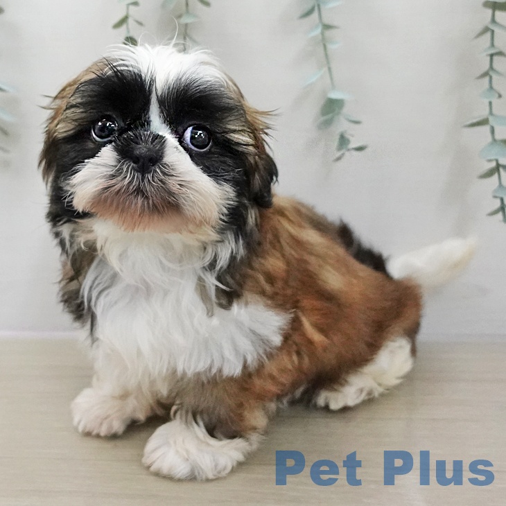 シー・ズーの写真2