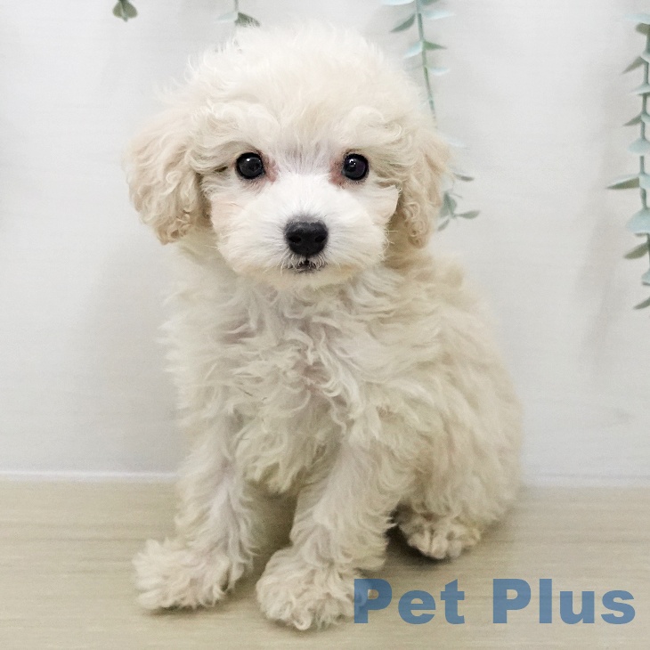 トイ・プードルの写真2