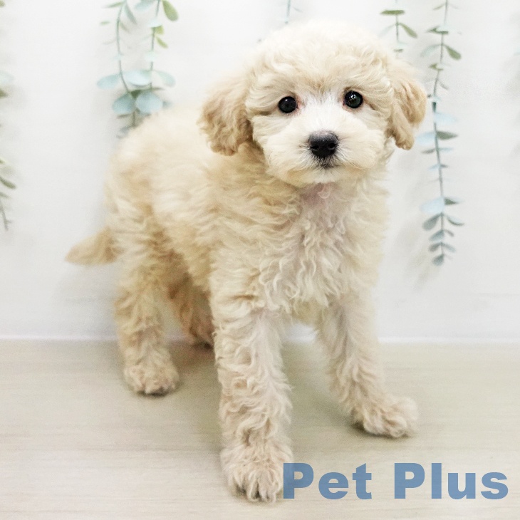 トイ・プードルの写真2