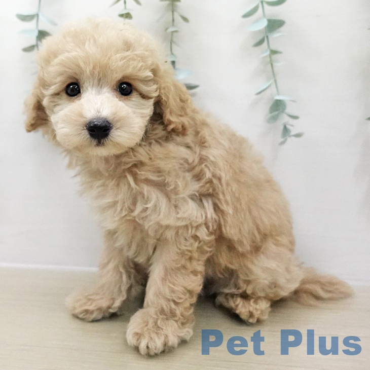 トイ・プードルの写真2