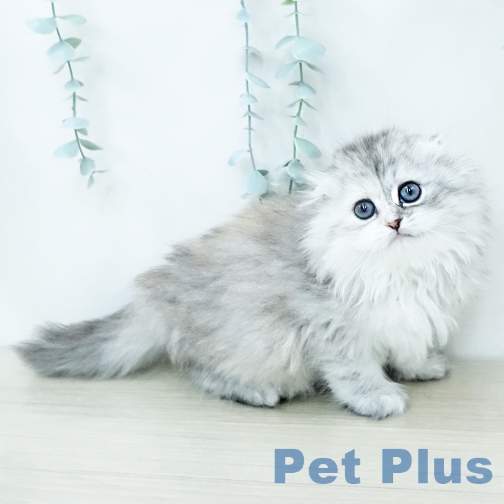 スコティッシュフォールド