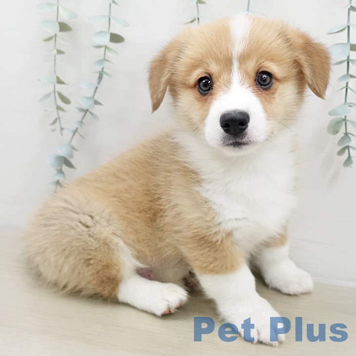 ウェルシュ・コーギー・ペンブローク