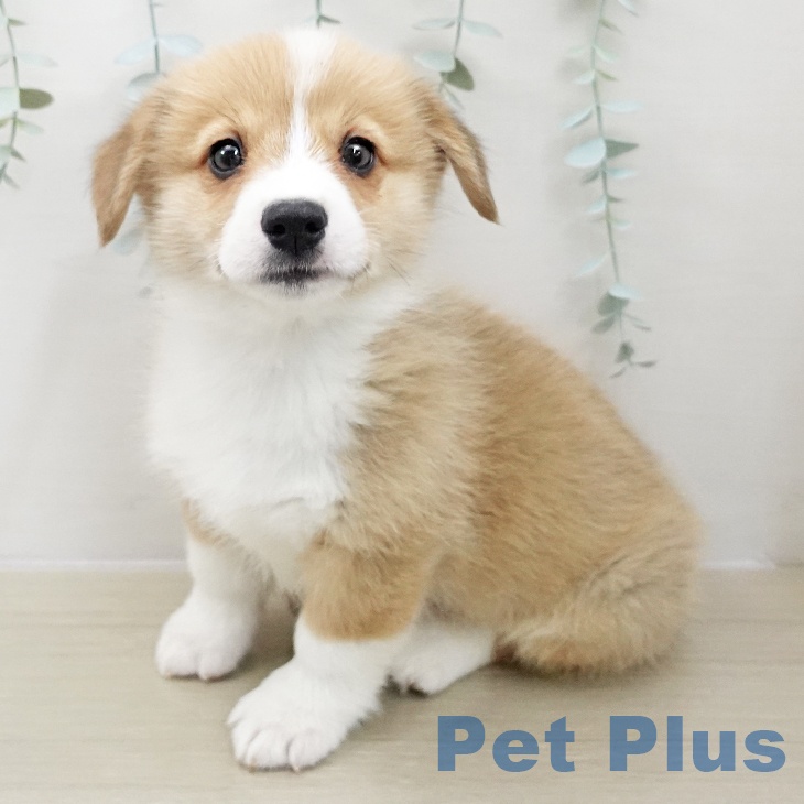 ウェルシュ・コーギー・ペンブロークの写真2