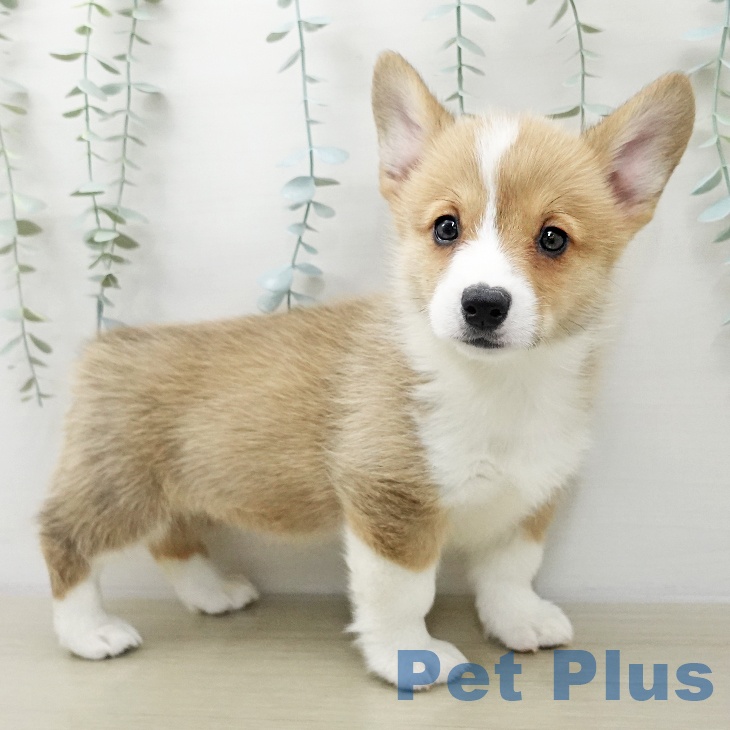 ウェルシュ・コーギー・ペンブロークの写真2