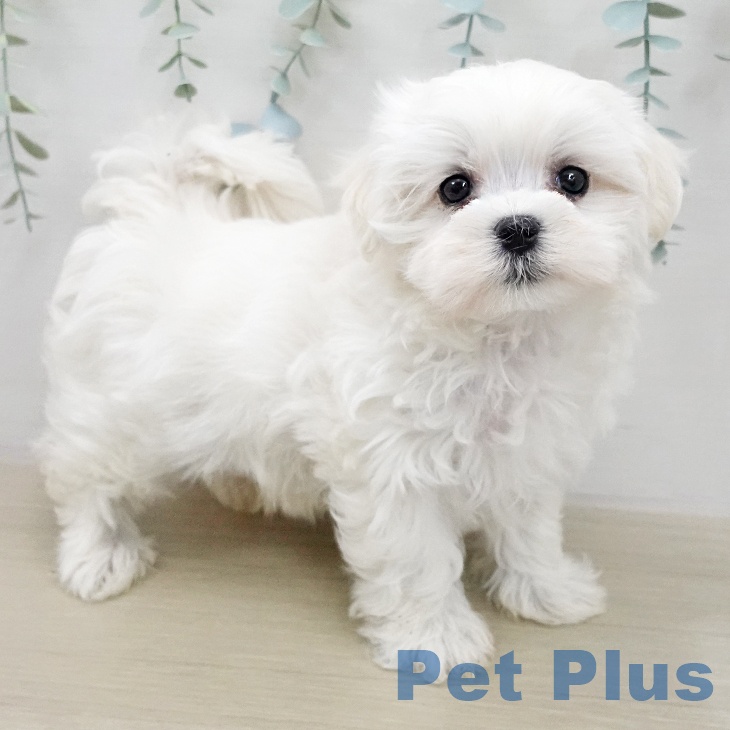 マルチーズの写真2