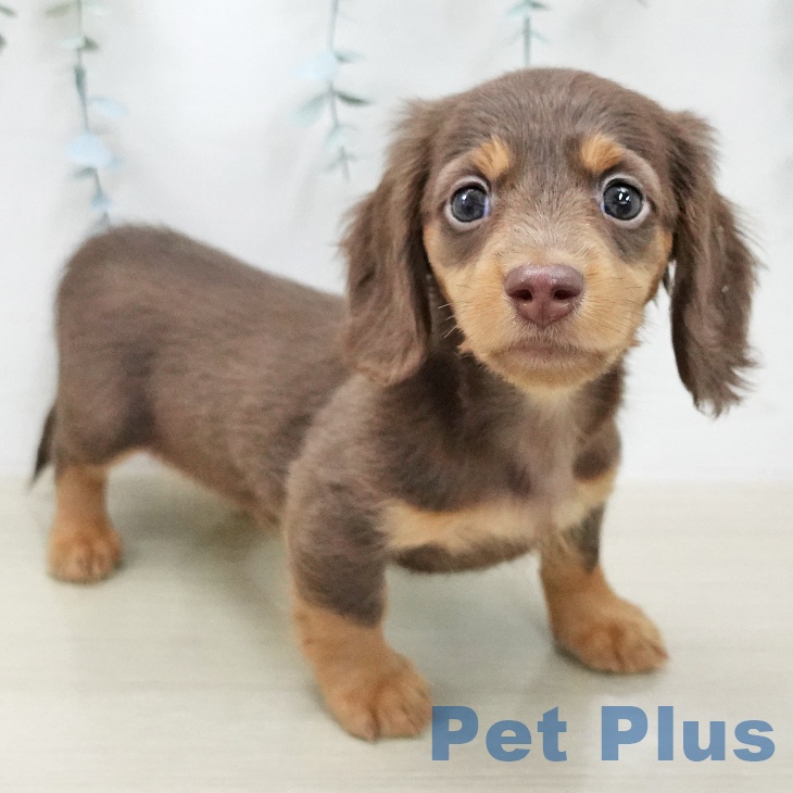 ミニチュア・ダックスフンドの写真2