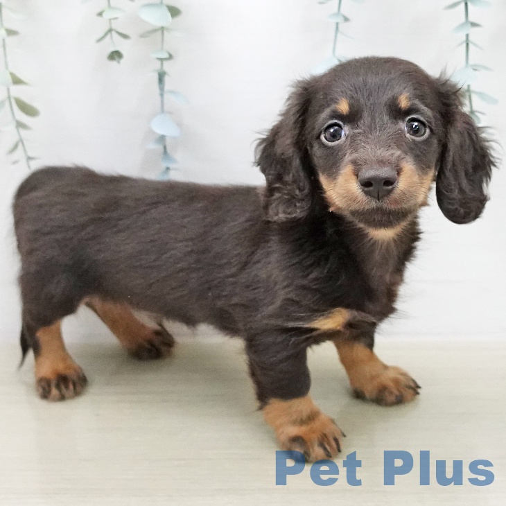 ミニチュア・ダックスフンド