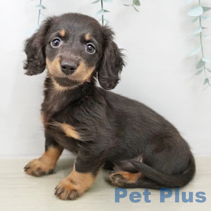 ミニチュア・ダックスフンドの写真2