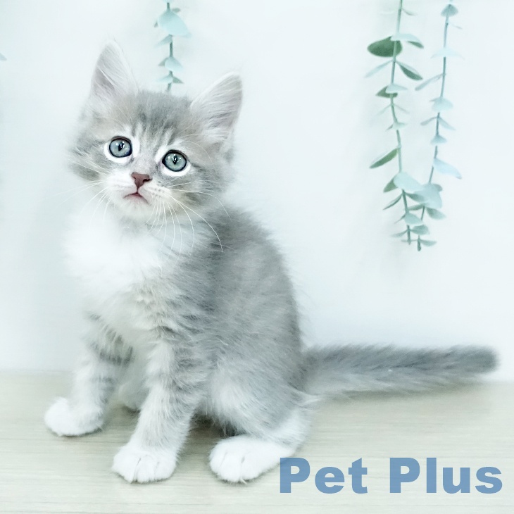 サイベリアンの写真2