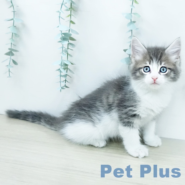 サイベリアンの写真2