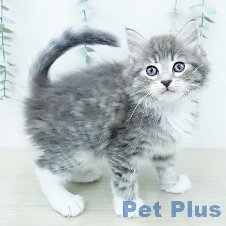 サイベリアンの写真2