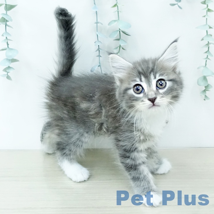 サイベリアンの写真2