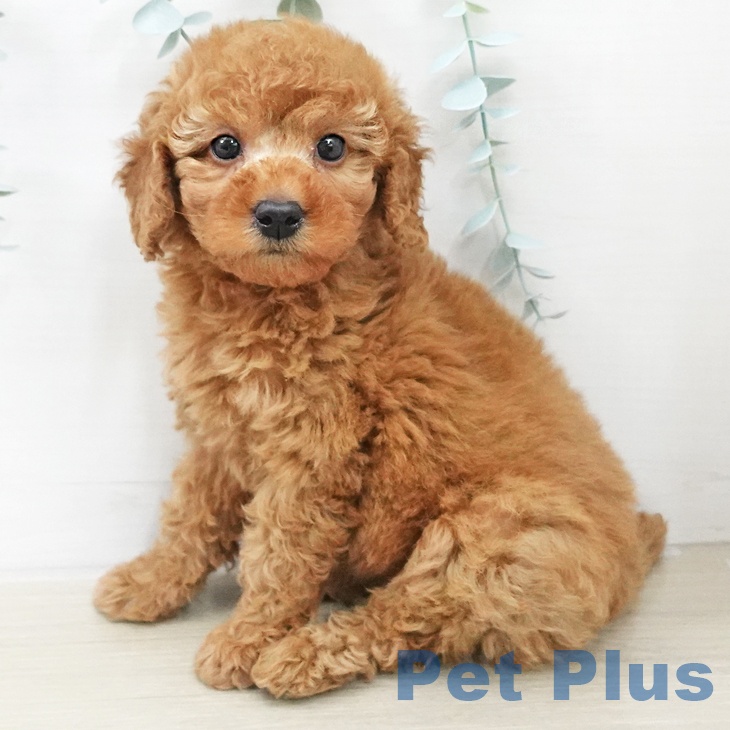 トイ・プードルの写真2