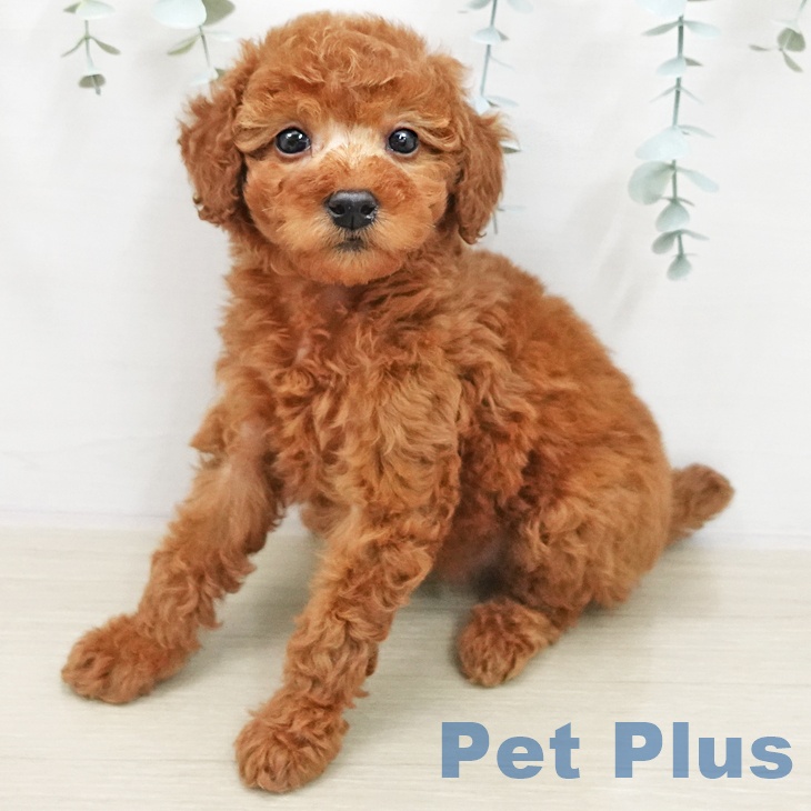 トイ・プードル