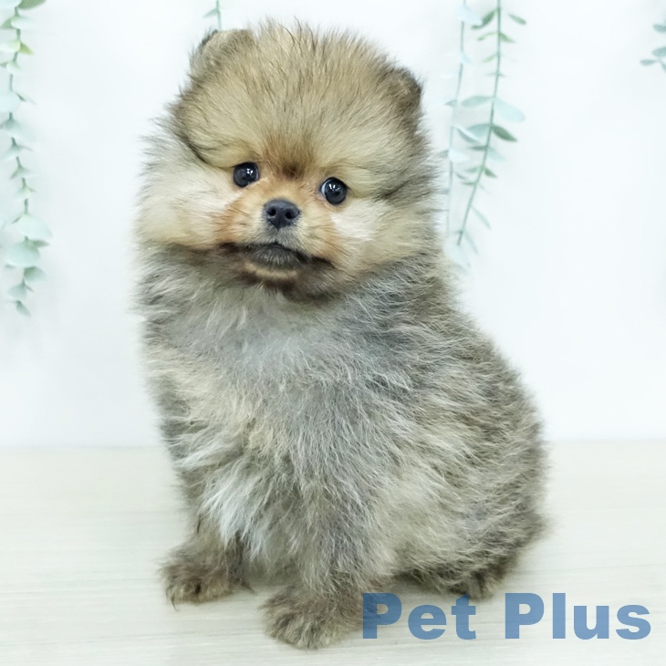 ポメラニアンの写真2