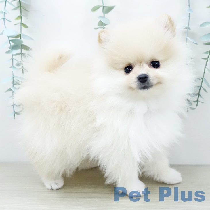 ポメラニアンの写真2