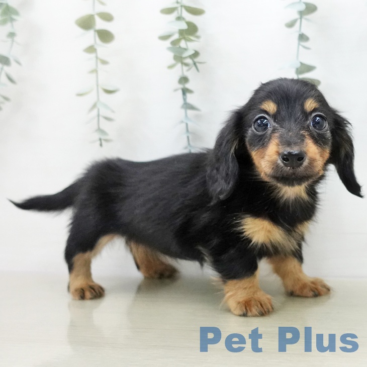 カニーンヘン・ダックスフンドの写真2