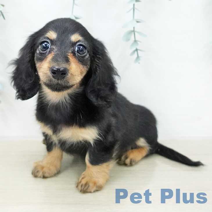 カニーンヘン・ダックスフンドの写真2