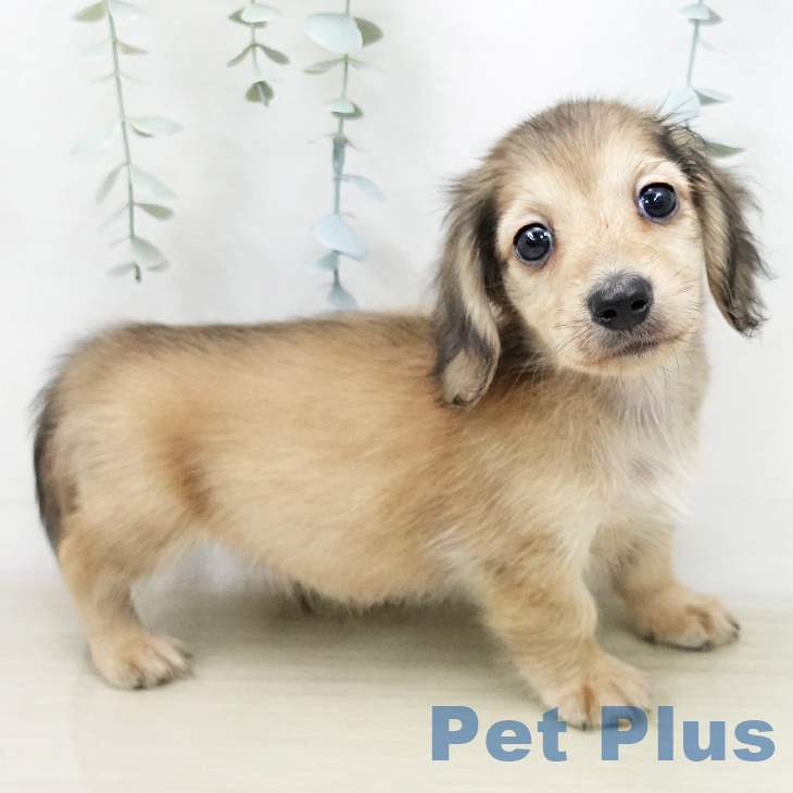 カニーンヘン・ダックスフンドの写真2