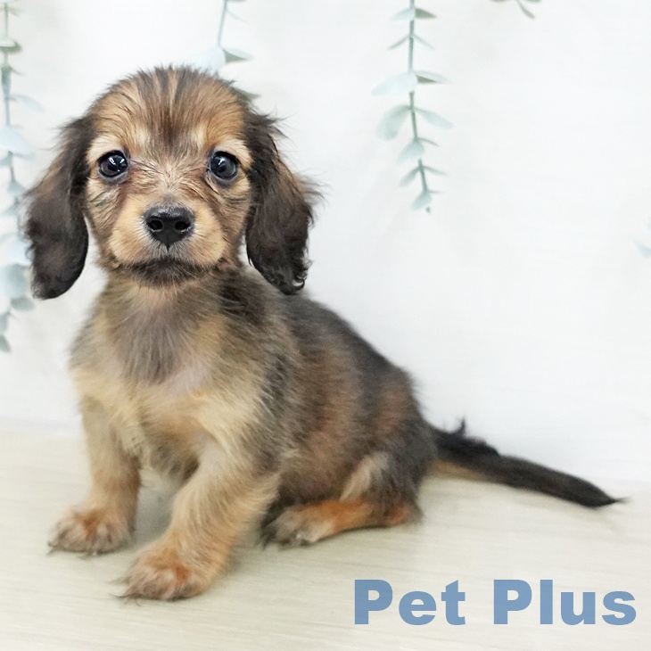 カニーンヘン・ダックスフンド