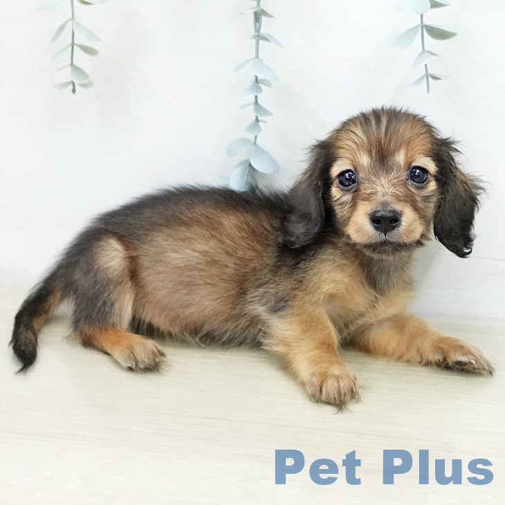 カニーンヘン・ダックスフンドの写真2