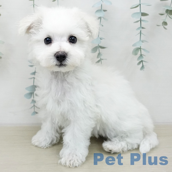 ビション・フリーゼ