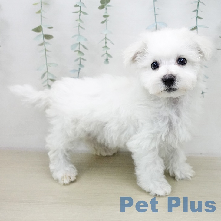 ビション・フリーゼの写真2